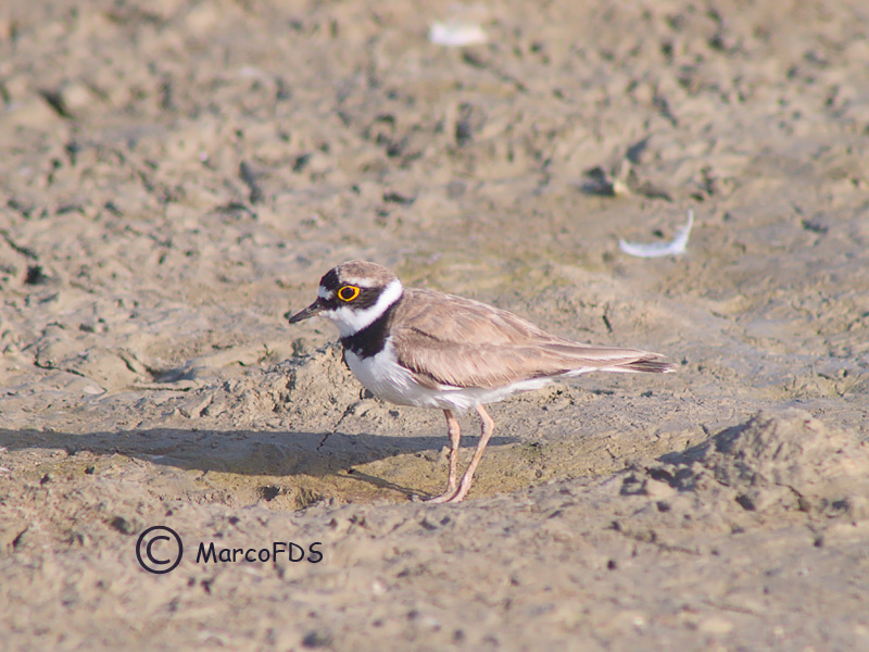 Il mio piccolo sfuggente.... amico.